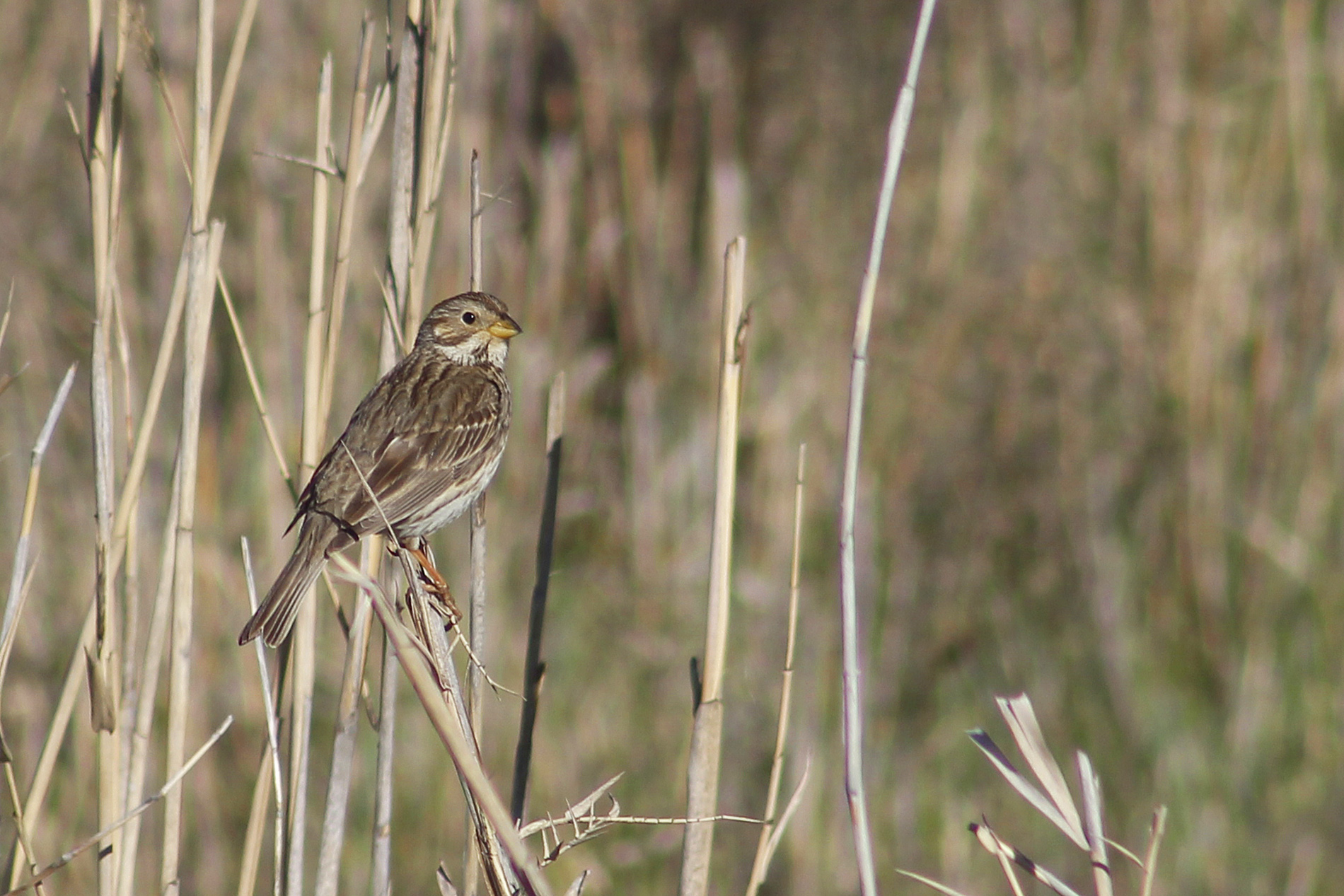 Corn Bunting